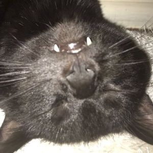 Meet your Posher, Vincent